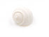 white tonna seashell